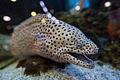 肉鸽《Shape of Dream》Steam页面上线 明年发售